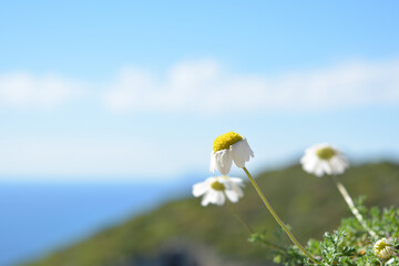Chamomile wild free flower on the top of a mountain with the sea in the background on a sunny day.