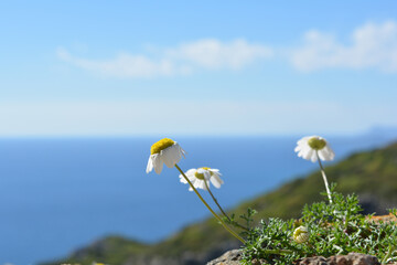 Chamomile wild free flower on the top of a mountain with the sea in the background on a sunny day.