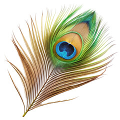Obraz premium Single peacock feather closeup Isolated on transparent background.