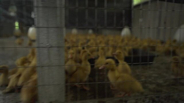 Yellow Chicks broilers in a farm