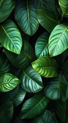 Obraz premium Dense Tropical Leaves with Dark and Moody Lighting