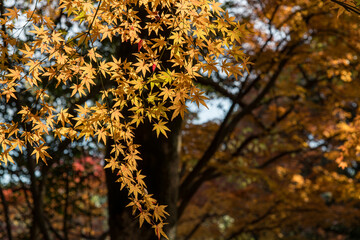 黄色に紅葉したモミジ