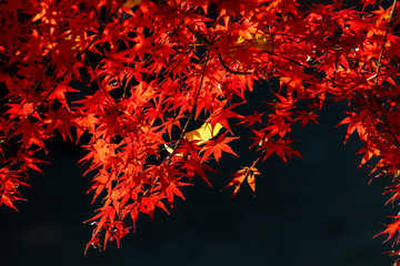 真っ赤な紅葉