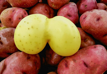  a photo of two yellow potatoes that merged together with red potatoes in the background