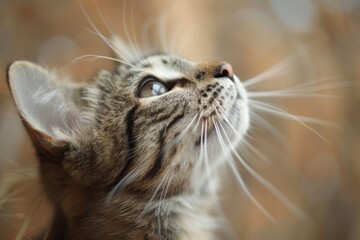 Close-up of a cat's face