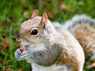 squirrel in park uk