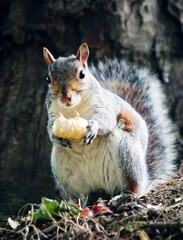 squirrel in park uk