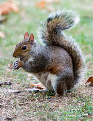 squirrel in park uk