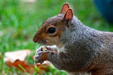 squirrel in park uk