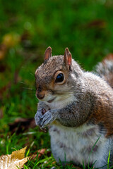 squirrel in park uk