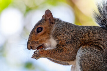 squirrel in park uk