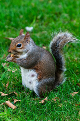 squirrel in park uk