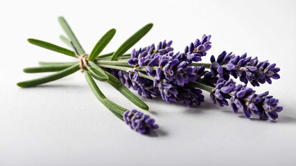 Lavender sprig with plain white background