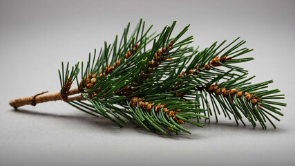 Pine needle cluster with plain background