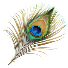 Obraz premium Single peacock feather closeup Isolated on transparent background.