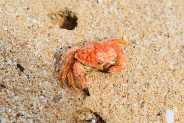 Exoskeleton of a crab on the sand
