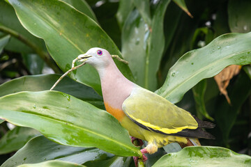 Pink-necked Green pigeon pick up a stick to build nest