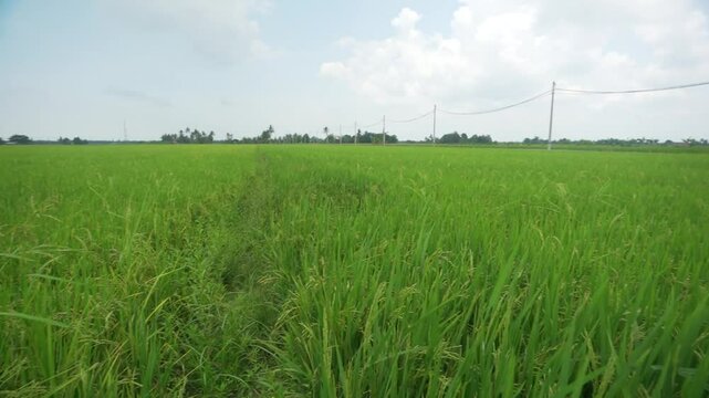 Ground Shot of Paddy Field near Sekinchan, Malaysia