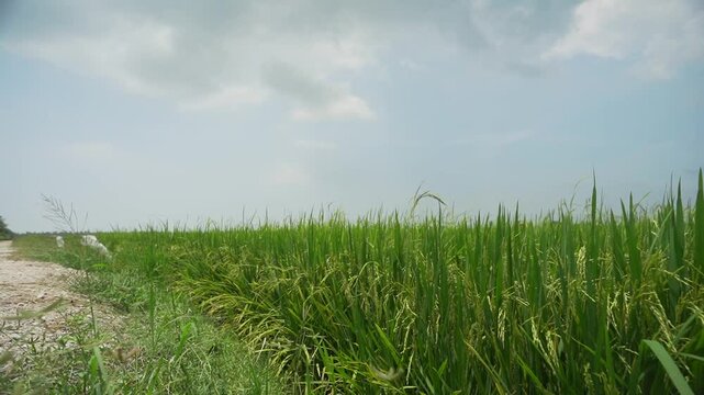 Ground Shot of Paddy Field near Sekinchan, Malaysia
