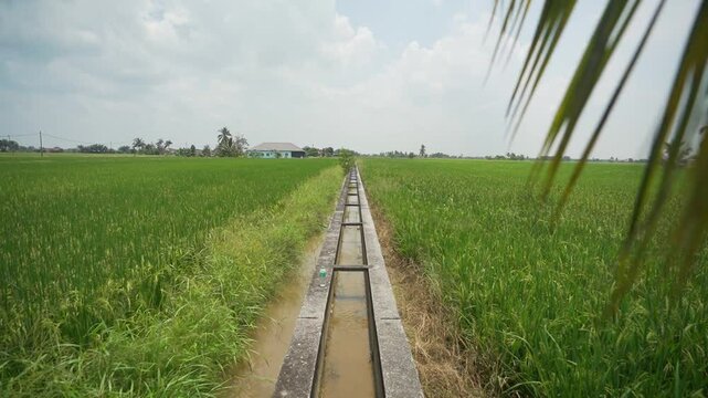 Ground Shot of Paddy Field near Sekinchan, Malaysia