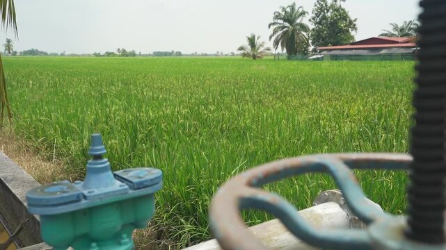 Ground Shot of Paddy Field near Sekinchan, Malaysia