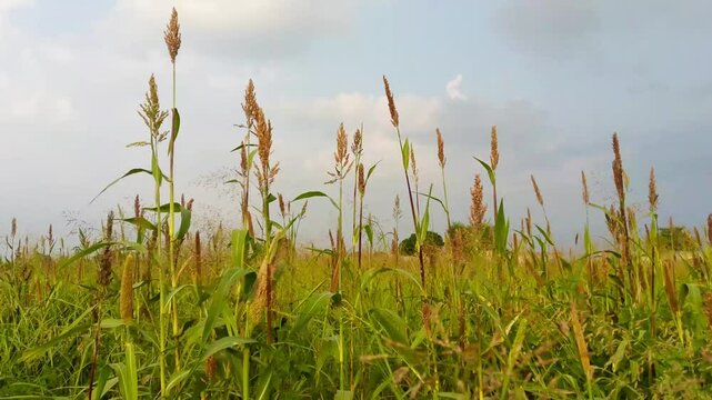 Green Crops with Blue sky background