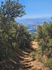 Obraz premium pine tree on the edge of the cliff