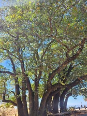 Bay tree