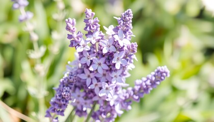 Obraz premium Purple Flowers in Bloom