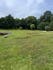 landscape in the park