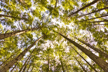 Fototapeta premium Looking up Green forest in autumn. Trees with green Leaves, blue sky. Bottom view background