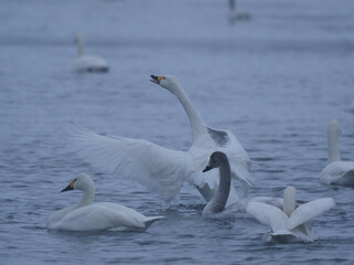 羽を広げるコハクチョウ