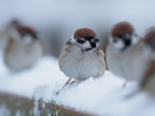 欄干に止まる冬の雀
