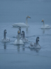凍る湖を進む白鳥の群れ