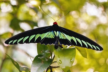 A resplendent butterfly, adorned with vividly hued wings, elegantly alights in a tranquil and...