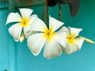 Elegant white and yellow Plumeria flowers set against a teal backdrop. Perfect for nature, spa, and wellness designs