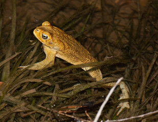 Cane toad at night in the Gregory river , North Queensland, Australia.