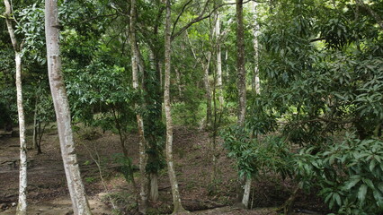 Arboles vistos desde arriba en el Henri Pittier