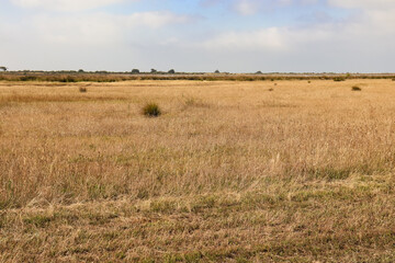 Obraz premium field of dry grass in australia