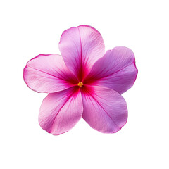 Obraz premium a single gradient magenta Catharanthus roseus isolated PNG