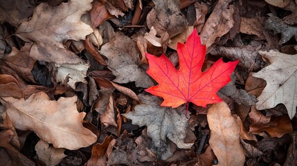 A single, vibrant red leaf standing out against the dull browns and greys of a November forest floor, November contrast, seasonal color