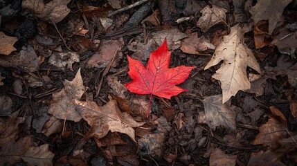 A single, vibrant red leaf standing out against the dull browns and greys of a November forest floor, November contrast, seasonal color