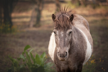 Obraz premium A brown poney stands in a field in Serbia, surrounded by a natural rural landscape. The animal gazes directly at the camera, symbolizing rural life and the connection between nature and farm animals.