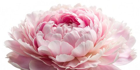 Fototapeta premium pink lotus flowerpink, flower, rose, peony, nature, flowers, beauty, spring, petal, plant, bloom, floral, bouquet, love, closeup, blossom, petals, garden, macro, isolated, summer, decoration, color, g