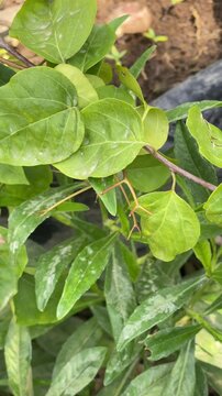 ornamental plants saucer leaf or shell leaf