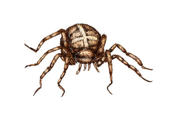 Brown spider with a cross on its back watercolor illustration. Arachnida order arthropods. Scary insect for Halloween. Animal isolated from background. For the design of books, magazines, banners,