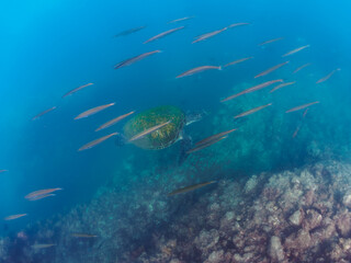 Fototapeta premium ゆったり泳ぐ美しく大きなアオウミガメ（ウミガメ科）。 英名、学名：green sea turtle (Chelonia mydas) 迫力あるタイワンカマス（カマス科）他の群れ。 英名、学名：Yellowtail barracuda (Sphyraena obtusata) 静岡県伊豆半島賀茂郡南伊豆町中木ヒリゾ浜-2024年 