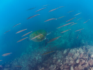 Obraz premium ゆったり泳ぐ美しく大きなアオウミガメ（ウミガメ科）。 英名、学名：green sea turtle (Chelonia mydas) 迫力あるタイワンカマス（カマス科）他の群れ。 英名、学名：Yellowtail barracuda (Sphyraena obtusata) 静岡県伊豆半島賀茂郡南伊豆町中木ヒリゾ浜-2024年 