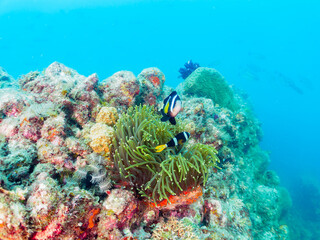 美しいイソギンチャク畑の可愛いクマノミ（クマノミ亜科）のペア他。
英名、学名：Yellowtail clownfish (Amphiprion clarkii)

静岡県伊豆半島賀茂郡南伊豆町中木ヒリゾ浜-2024年
