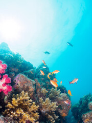 Obraz premium ウミトサカ（ソフトコーラル）他が生えるドロップオフのキンギョハナダイ（ハナダイ亜科）ソラスズメダイ（スズメダイ科）他群れ 英名、学名： Sea Goldie (Pseudanthias squamipinnis) Heavenly Damselfish (Pomacentrus coelestis) Alcyonacea 静岡県伊豆半島賀茂郡南伊豆町中木ヒリゾ浜-2024年 